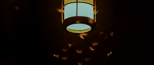 Why Are Moths Often Found at Night?