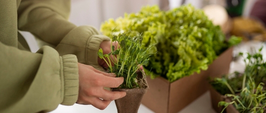 6 Plants to Naturally Repel Mosquitoes Indoors