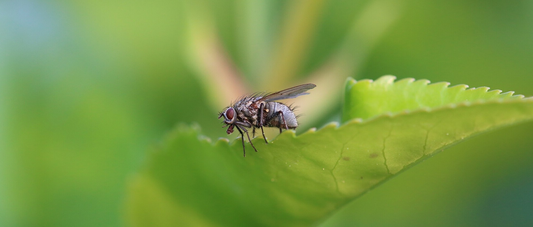 Why Fly Numbers Surge in Summer: Causes & Control Strategies
