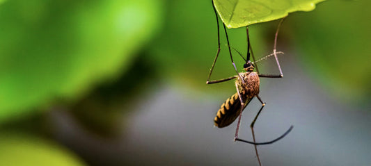 Mosquito-Borne Diseases: How Mosquitoes Spread Deadly Illnesses