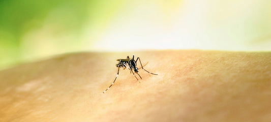 Mosquito Feeding Habits: Behavior & Ecological Role