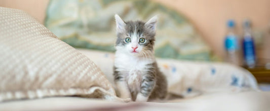 Harmonizing Indoor Plants & Pets for a Green, Cozy Home