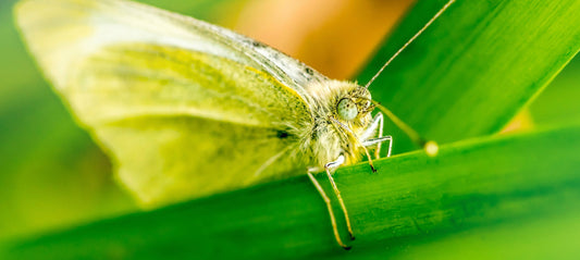 The Harm of Moth Flies: An Indoor Pest Not to Be Ignored
