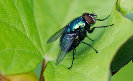 Best Indoor Flying Insect Traps: Choosing and Using Fly and Bug Traps