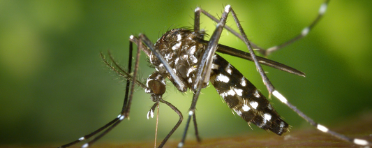 The Life Cycle and Morphological Changes of Mosquitoes