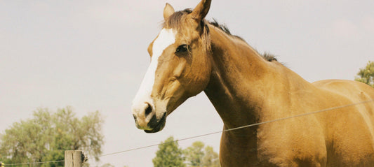 Horse Flies: Impact on Humans and Control Methods