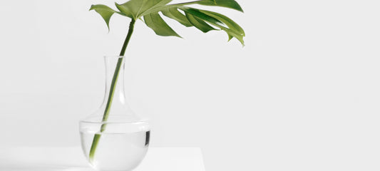 Guide to Indoor Plant Propagation and Pest Control