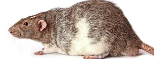 The Harm of Rodents to Humans: Understanding and Prevention