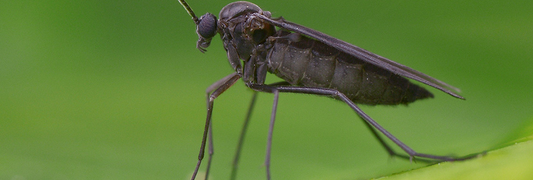 Fungus Gnats: Unveiling Their Indoor Breeding "Hotbed"