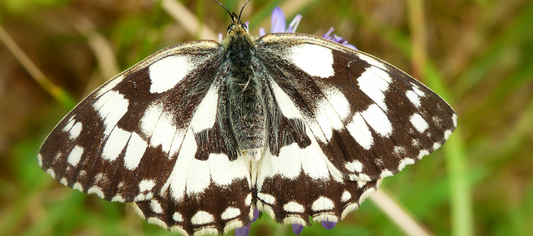 Moth Metamorphosis: From Egg to Adult in Nature's Remarkable Journey