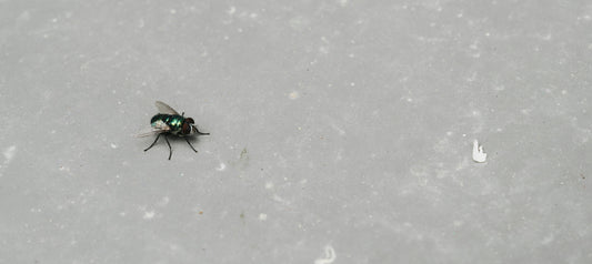 The Sensory World of Flies: Super Perception of Tiny Creatures