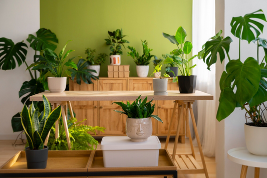 Non-Toxic Pest Control: Safe & Eco-Friendly Solutions for Homes