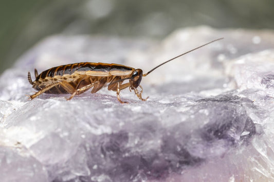 Natural Pest Control Solutions: Mosalogic's Chemical-Free Approach