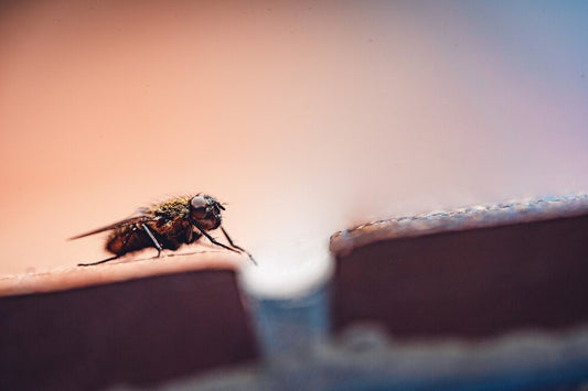 Blue Bug Lights: Eco-Friendly Indoor Insect Control Solutions