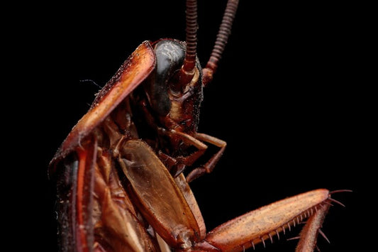 How to Control Flying Insects in Your Yard at Night