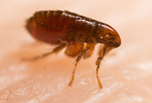 Ecology and Transmission Mechanisms of Fleas