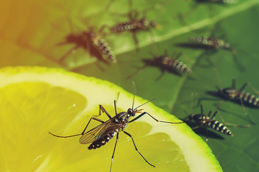UV Light Bug Catchers for Chemical-Free Homes