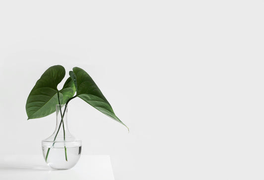 Safe and Eco-Friendly Indoor Fly Traps: The Benefits of UV Light Insect Control
