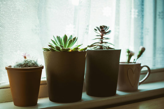 Best Fly Traps for Home: UV Light Tech & Eco-Friendly Solutions