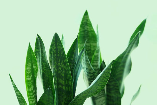 Guide to Bug-Free Homes: How UV Light Insect Traps Work Safely