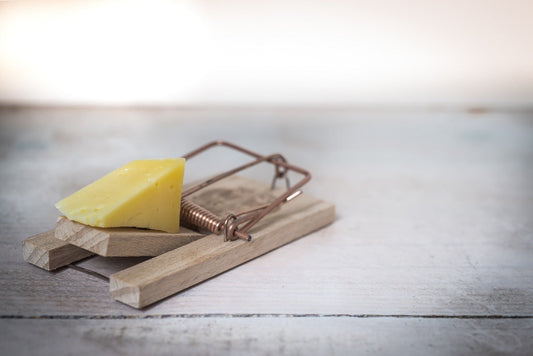 Non-Toxic Flying Insect Traps: Types, Benefits & Tips for Indoor Use