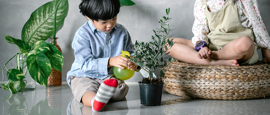 Create a Healthy Indoor Green Space: Top Plants & Care Tips