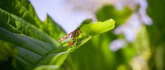 Common Flying Insects Around Plants: Types & Control Methods
