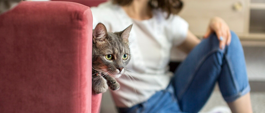 Most Harmful Flea Species: Risks & Prevention Tips