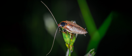 Cockroach Adaptability & Control: Urban Pests with Ecological Roles
