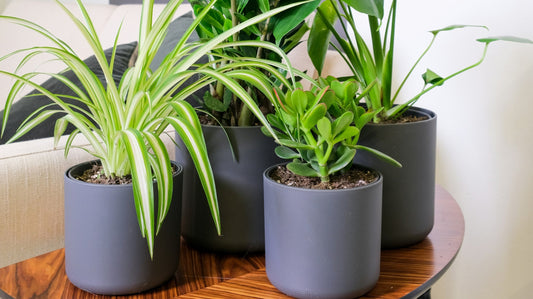 Top Air-Purifying Indoor Plants for a Healthy Home Environment