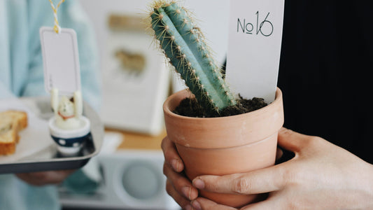 How to Get Rid of Small Flying Insects Around Potted Plants
