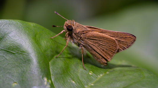 Indian Meal Moth: Characteristics, Damage & Control Measures - mosalogic