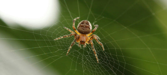 Why Spiders Appear in Homes & How to Coexist Harmoniously