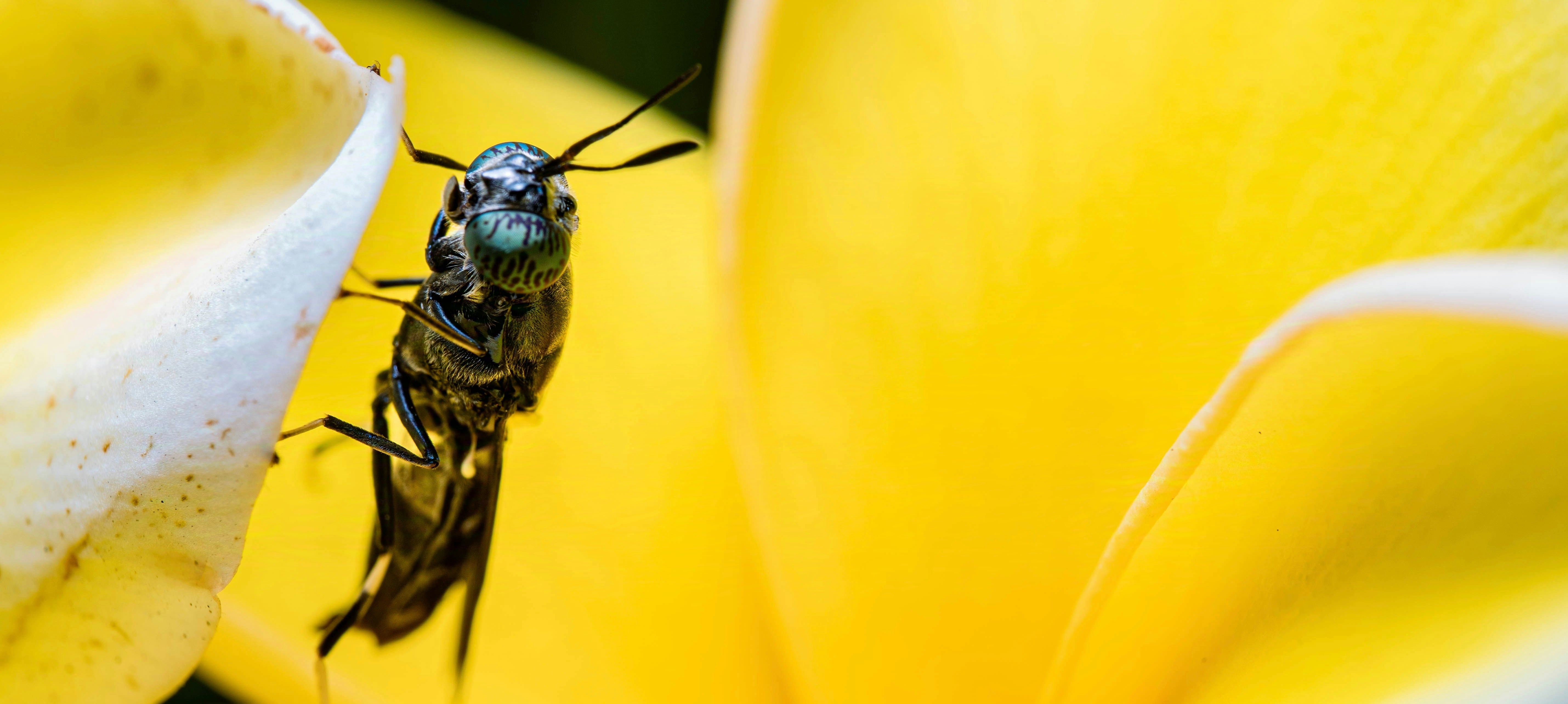 Flying Insect Safety Fruit Flies and Food Safety: Small Insects, Big Threats – mosalogic