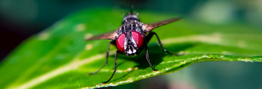 How Flies Threaten Health in Kitchens and Restaurants