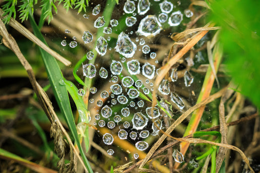 Eco-Friendly Fly Control Solutions | Mosalogic Bug Zappers Guide