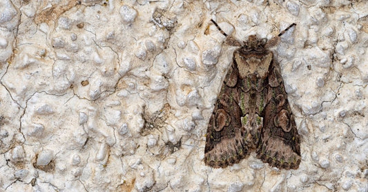 Moths in Homes: Prevention, Control, and Their Ecological Role - mosalogic