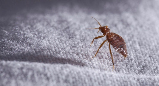Bed Bugs: Identification, Prevention & Control