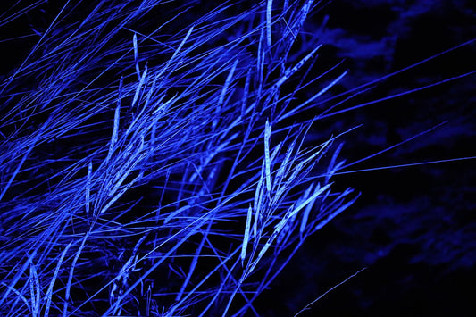 How Blue Light Bug Zappers Work: Ultimate Indoor Flying Insect Trap Guide