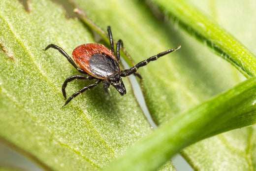 Effective Pest Control with Mosalogic: UV Lamps, Refills & More