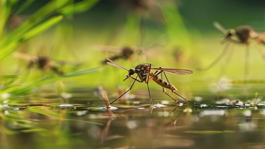 Indoor Fly Control Guide｜Science of Physical Insect Traps