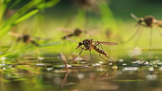 Indoor Fly Control Guide｜Science of Physical Insect Traps - mosalogic