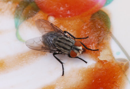 Best Bug Control Solutions: Traps, Sprays & Repellents