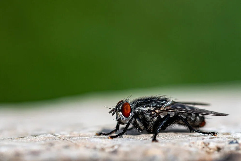 The Solution That Finally Ended My Fruit Fly Nightmare – mosalogic