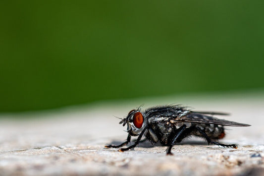 The Solution That Finally Ended My Fruit Fly Nightmare
