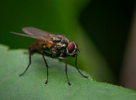 Mosalogic Pest Control: UV Lamps, Bug Zappers & Innovations