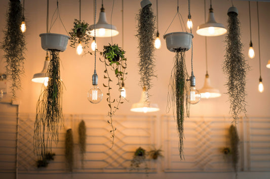 Top Indoor Fly Traps: Silent & Eco-Friendly Bug Catchers